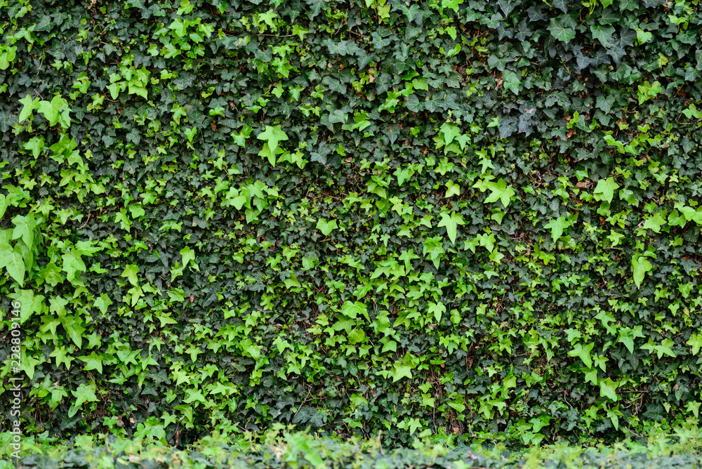 Vertical tree leaves wall texture background. Vertical tree leaves wall texture background.