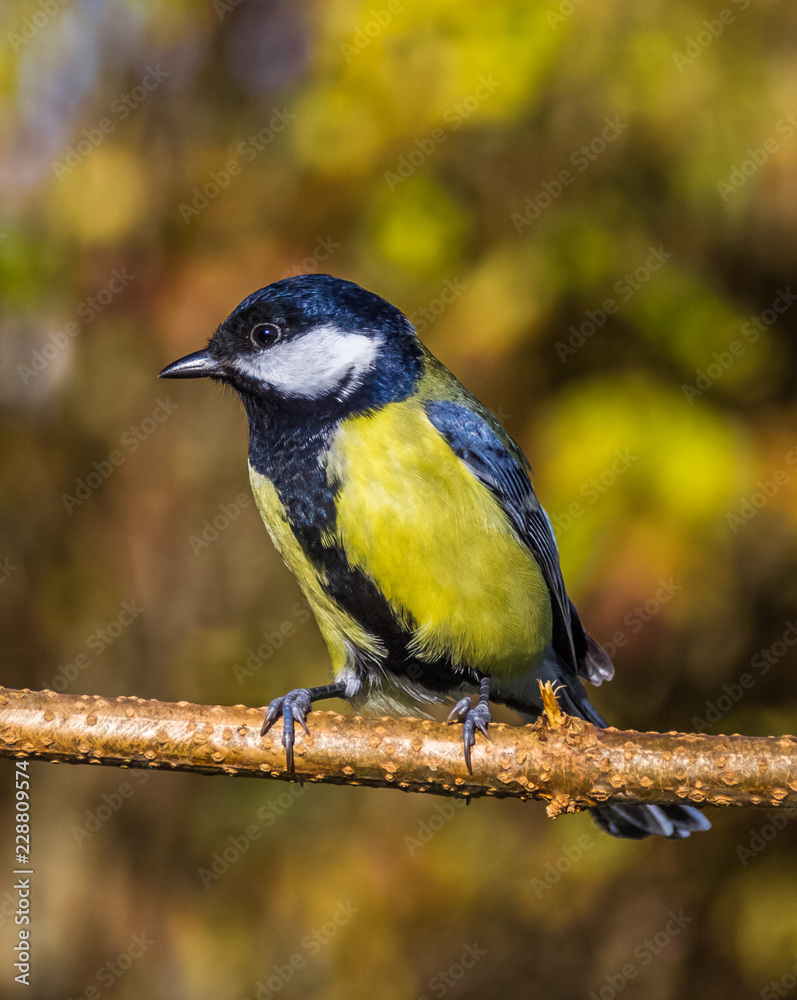 Fototapeta premium Tit songbird in our garden