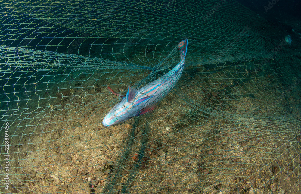 Ghost fishing nets are killing thousands of marine animals in our seas