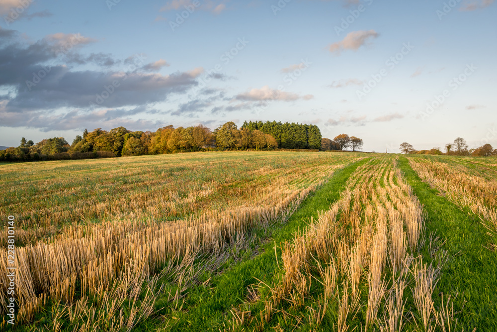 Obraz premium Autumn Field