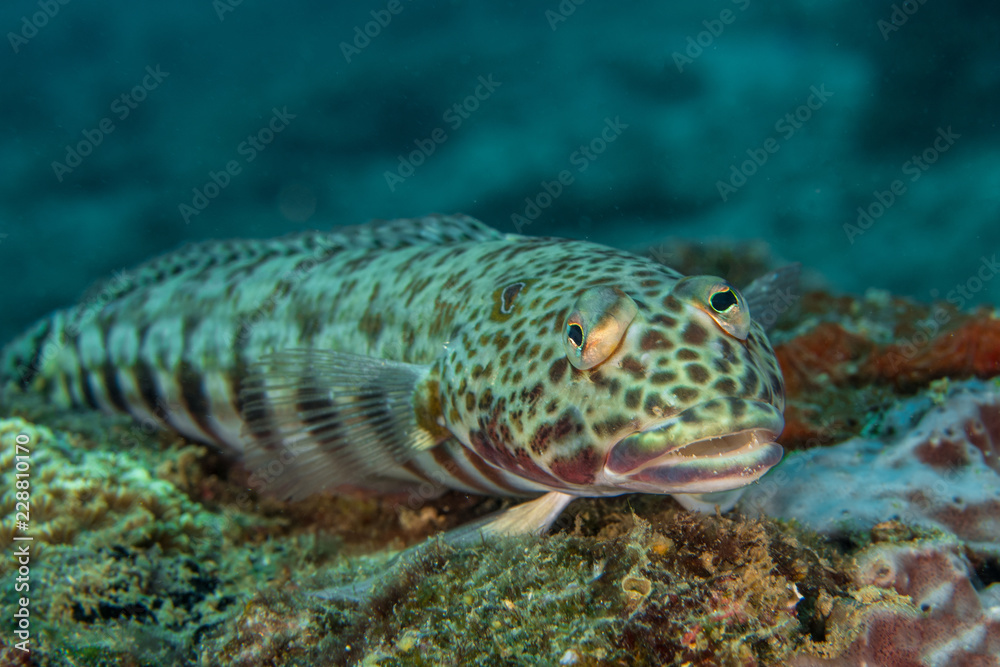Sand Lizardfish, Synodus Indicus. Sand Lizardfish, Synodus Indicus.
