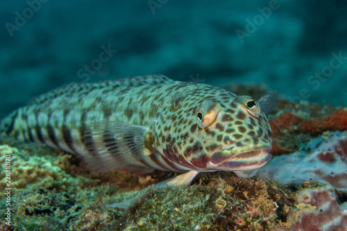 Sand Lizardfish, Synodus Indicus.