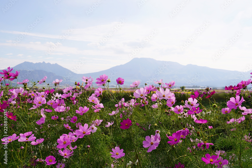 阿蘇山のふもとに咲くコスモスの花