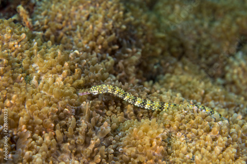 Corythoichthys flavofasciatus, Network pipefish. photo