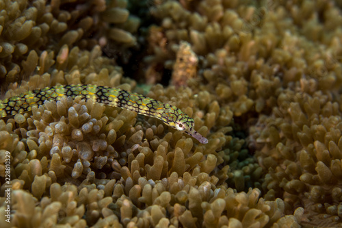 Corythoichthys flavofasciatus, Network pipefish. photo