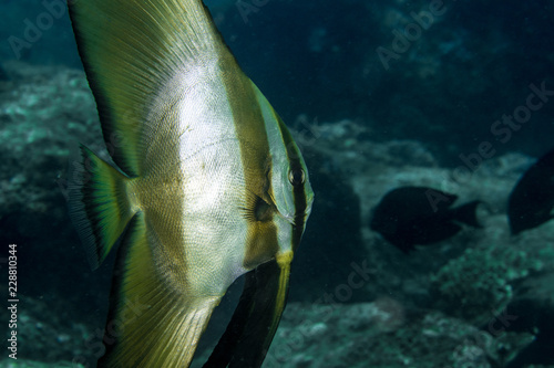 Platax Teira, Teira Batfish. photo