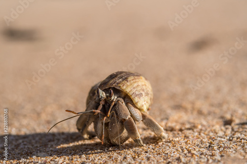 Hermit crab walks on sandy beach