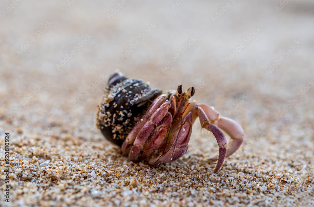 Hermit crab walks on sandy beach