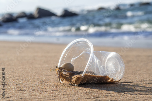 Fototapeta Naklejka Na Ścianę i Meble -  Hermit Crab living at polluted beach