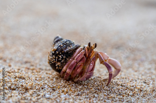 Картината върху платно Hermit crab walks on sandy beach