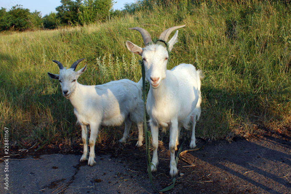 Obraz premium SONY DSC