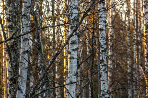 Autumn forest. Forest background. Pine adn birch. Focus selected.