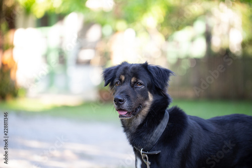 Smiling black dog in the garden