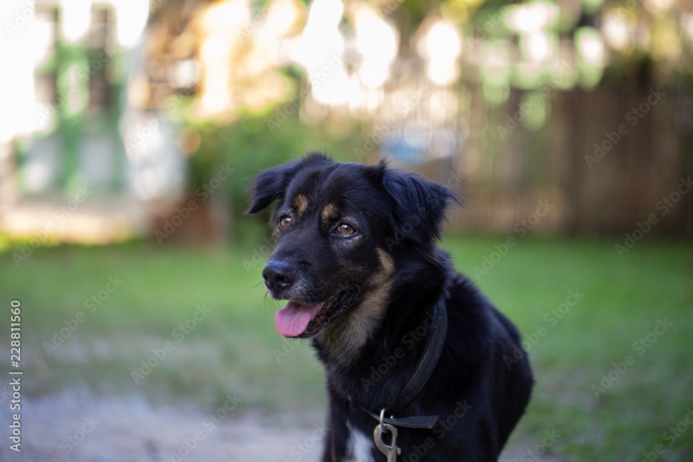 Smiling black dog in the garden Smiling black dog in the garden