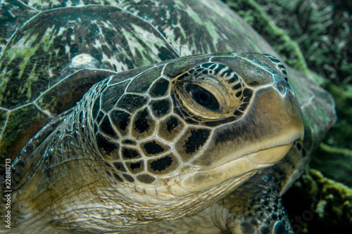 Sea Green Turtle  Chelonia Mydas. 