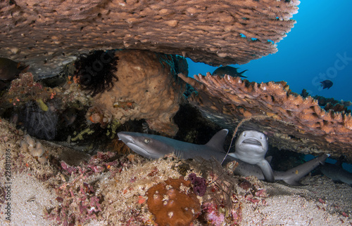 The Whitetip Reef Shark, Triaenodon Obesus. photo