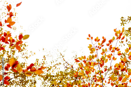 Fototapeta Naklejka Na Ścianę i Meble -  The Orange, Red, Yellow and Greens of Autumn - 4
