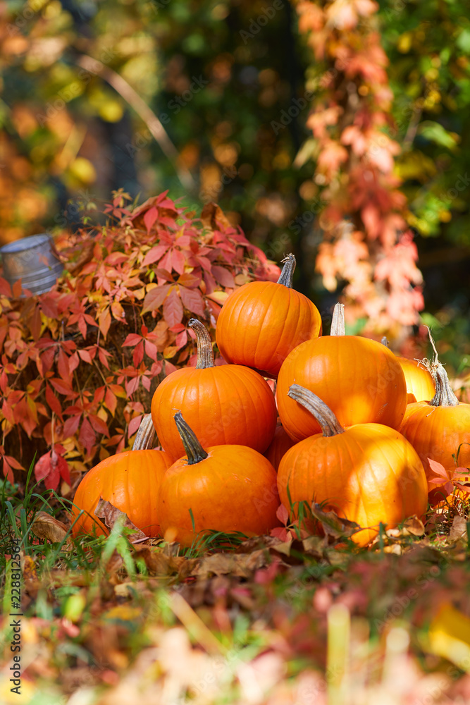 pumpkins in garden grass. Halloween and autumn background pumpkins in garden grass. Halloween and autumn background