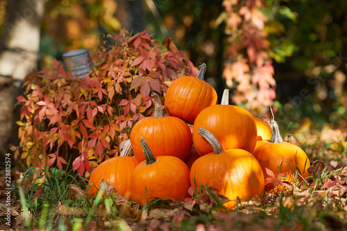 pumpkins in garden grass. Halloween and autumn background