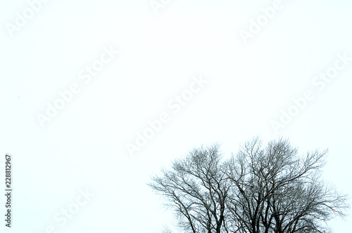 frost. the bare branches of the trees on a pale background