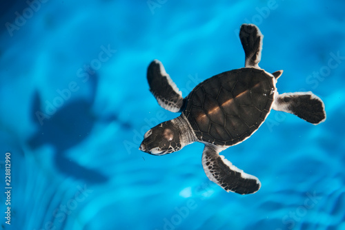 Baby green turtle