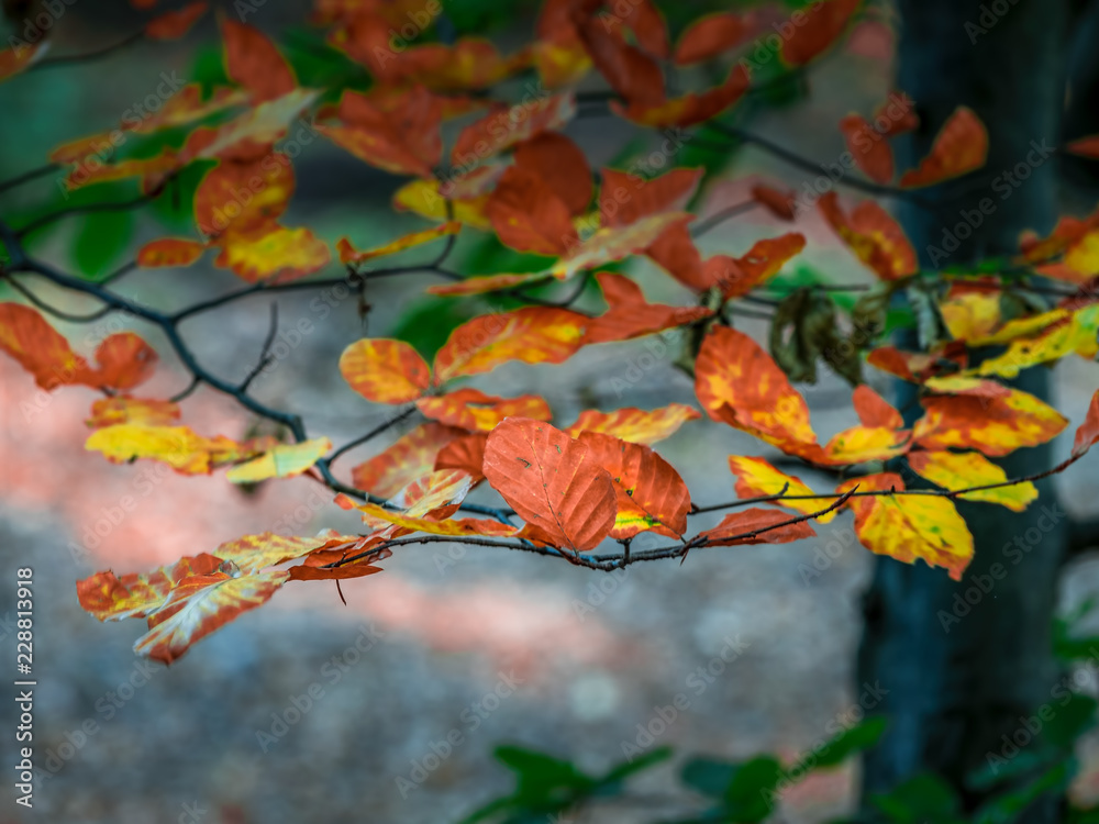 Autumn branch with colorful leaves in the forest.