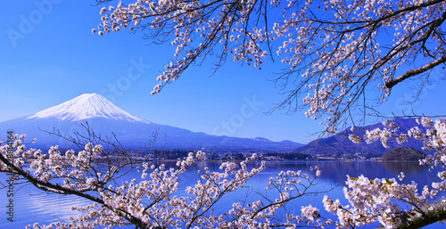 河口湖北岸から見る満開の桜と富士山