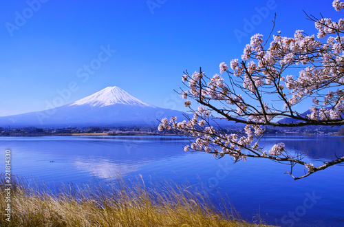 河口湖北岸から見る満開の桜と富士山© 7maru