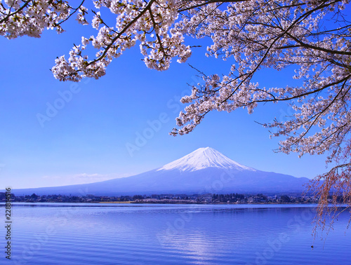 河口湖北岸から見る満開の桜と富士山     © 7maru