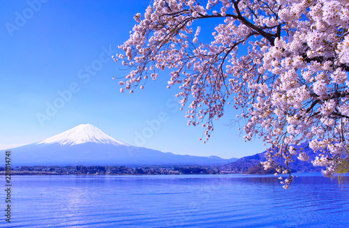 河口湖北岸から見る満開の桜と富士山