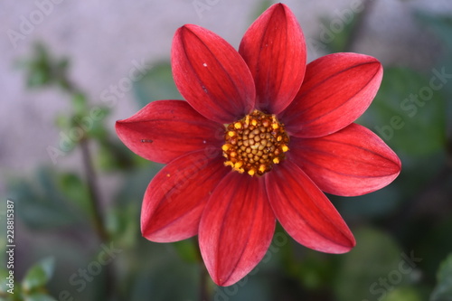 Bonita flor Dalia roja