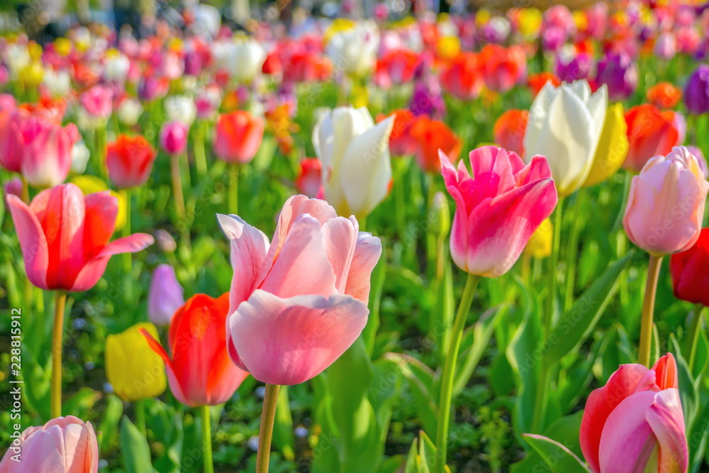 Colorful tulips are blossoming.