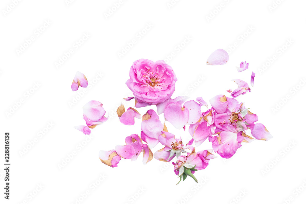 tender roses on a white background, roses, white background, rose petals