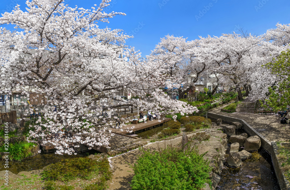 Japanese Cherry Blossom Festival. Cherry Blossom whit.Cherry Blossom Festival of Korea.