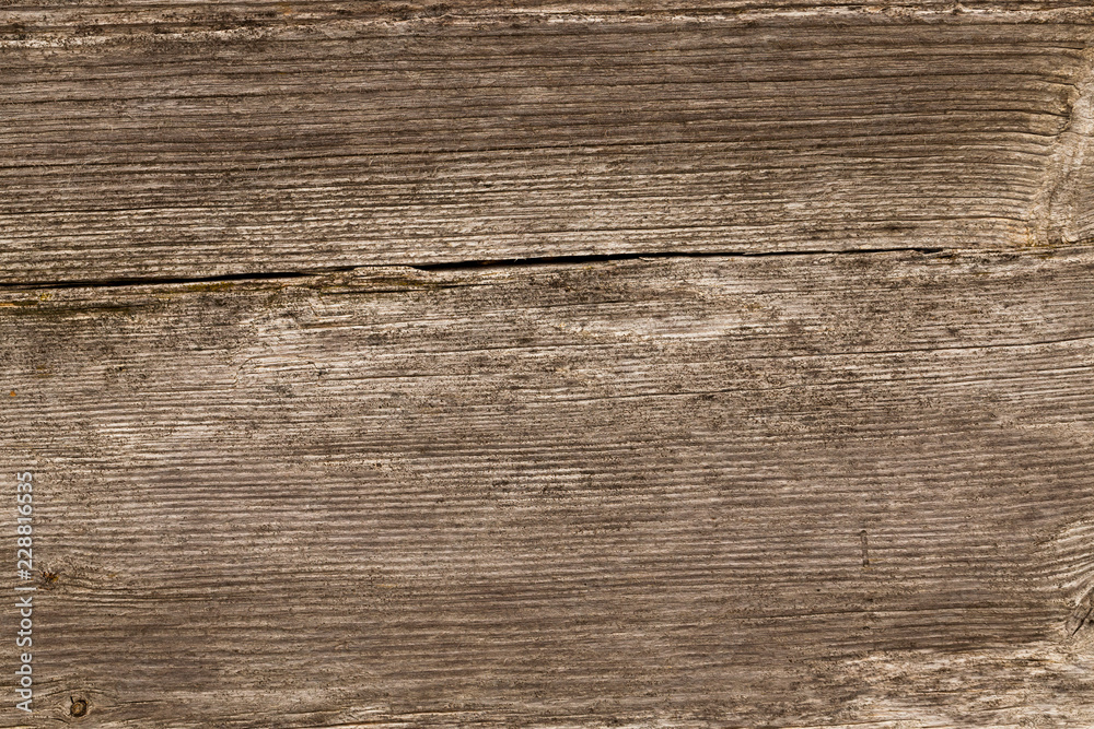 Fototapeta premium Old tree background