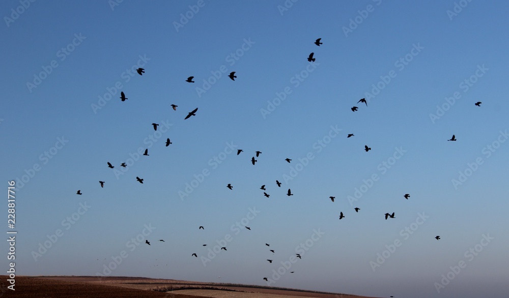 Obraz premium Postillon d'oiseaux