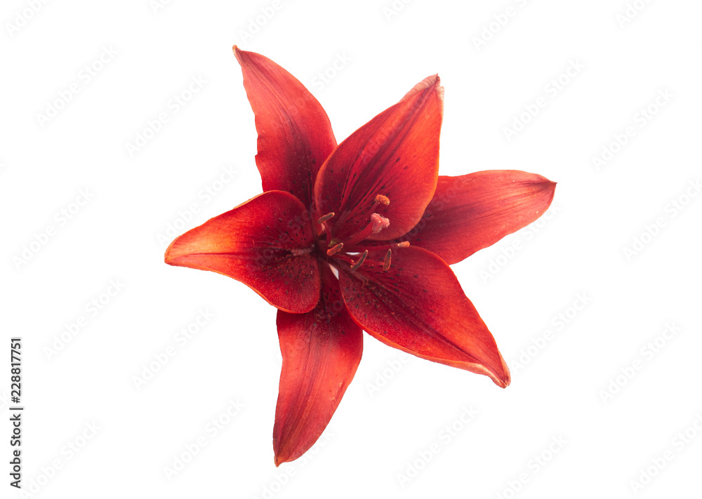 red lily, lily flower on white background, lily on white background red lily, lily flower on white background, lily on white background