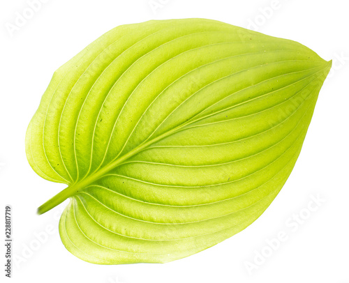 leaf  green leaf of a plant on white background  a leaf of a flower on a white background