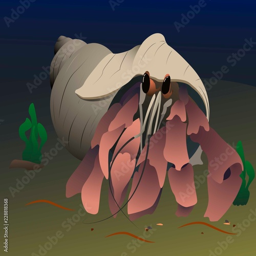 hermit crab