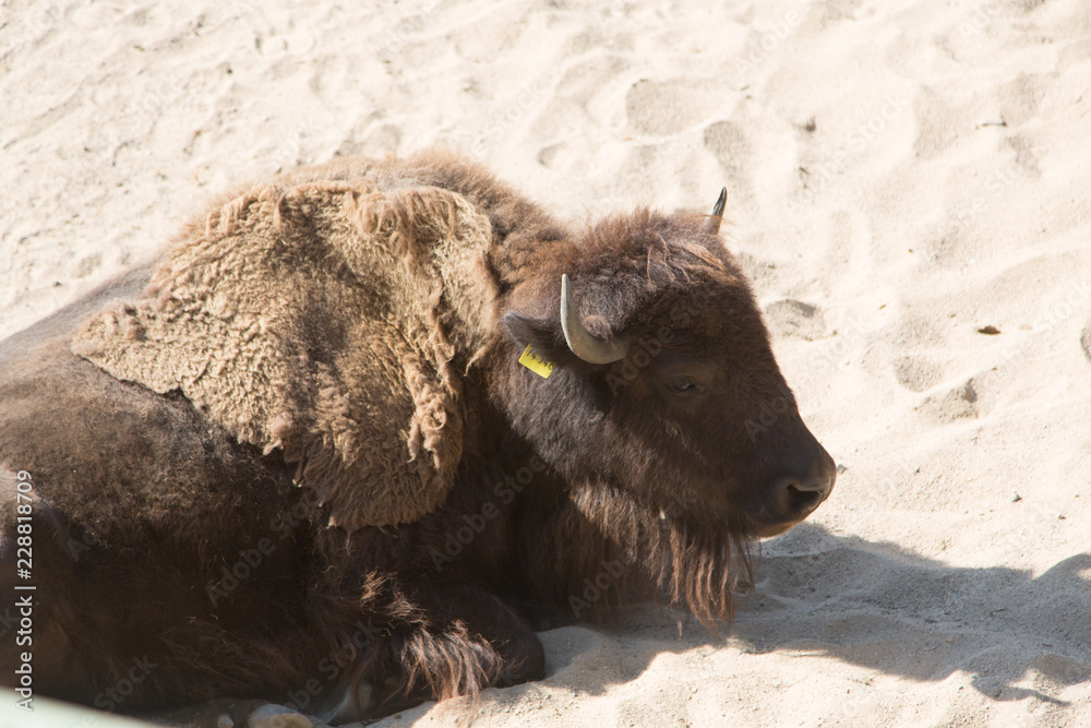 Fototapeta premium bison in yellowstone