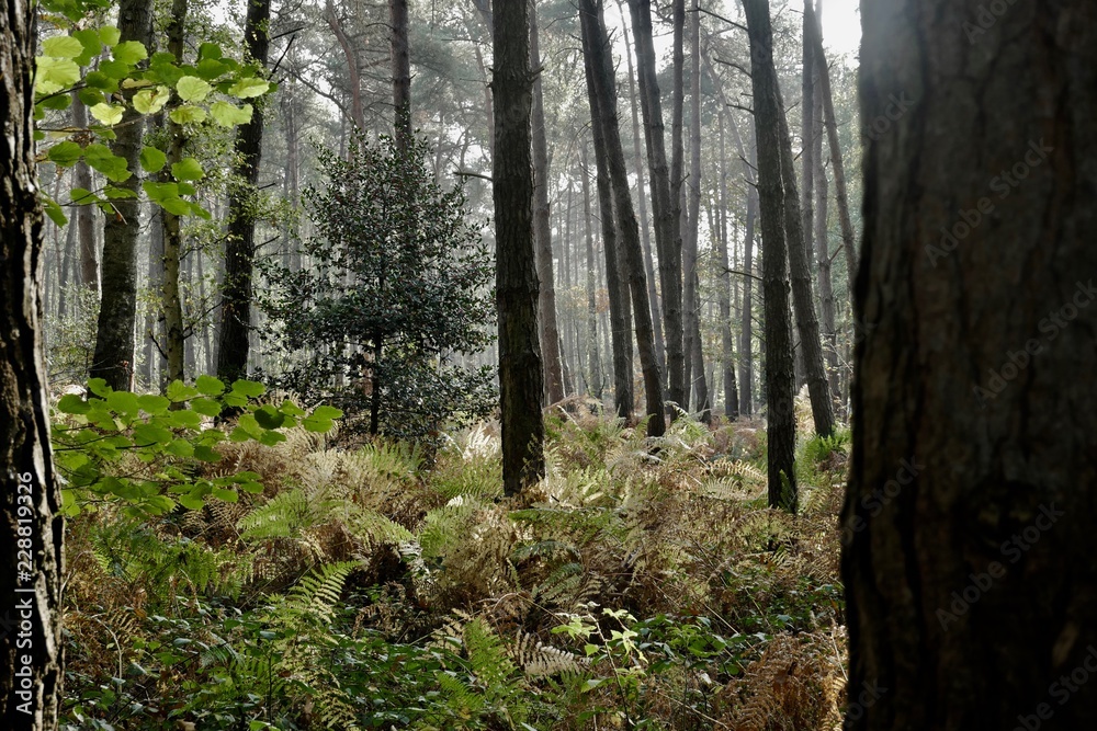 Deep woods Deep woods