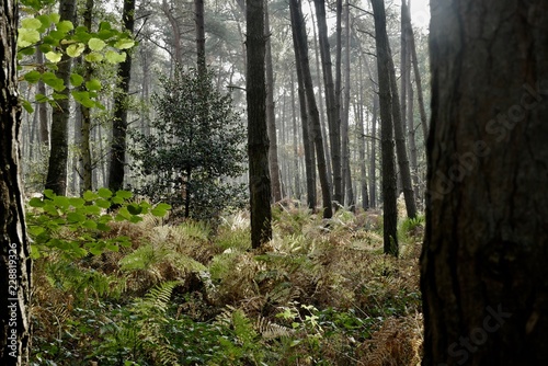 Deep woods © Stijn