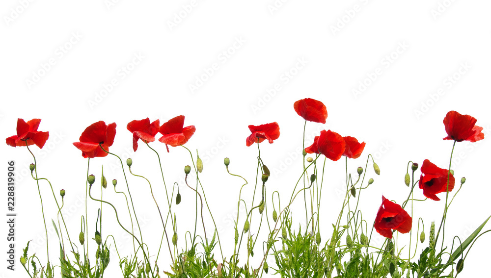 Obraz premium czerwone maki na białym tle