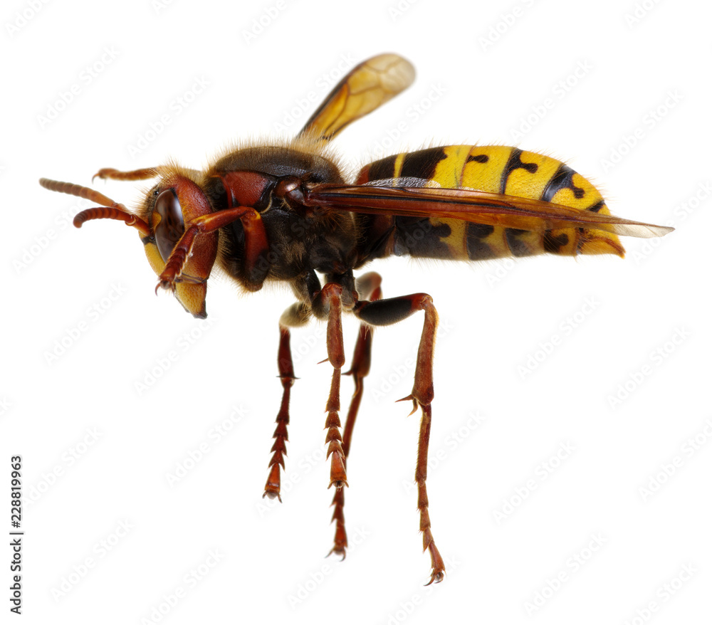hornet isolated on white hornet isolated on white