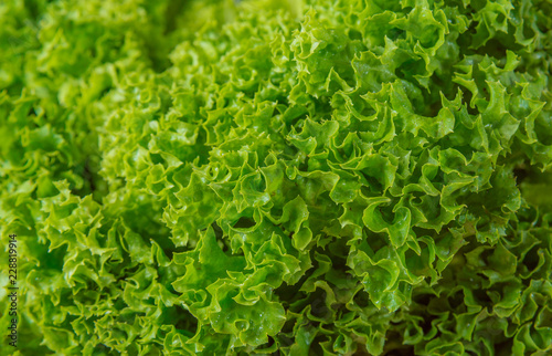 Canvas Print Green batavia lettuce salad close up macro