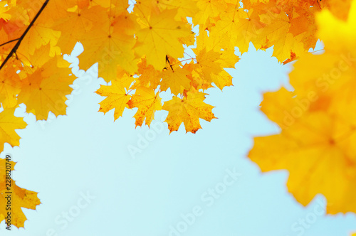 Autumn leaves on the sun