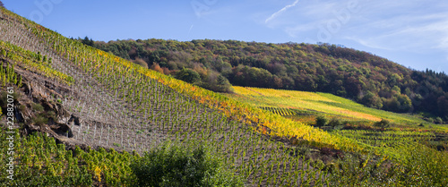 Buntes Weinlaub an den Weinh  ngen auf dem Rotweinwanderweg