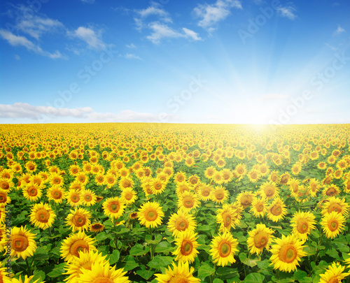 Fototapeta Naklejka Na Ścianę i Meble -  field of sunflowers