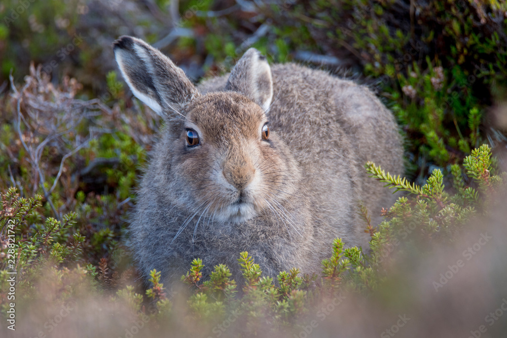 Fototapeta premium Mountain Hare Leveret Sitting in Form (Lepus Timidus)