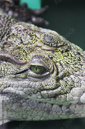 Crocodile close-up. Aligator